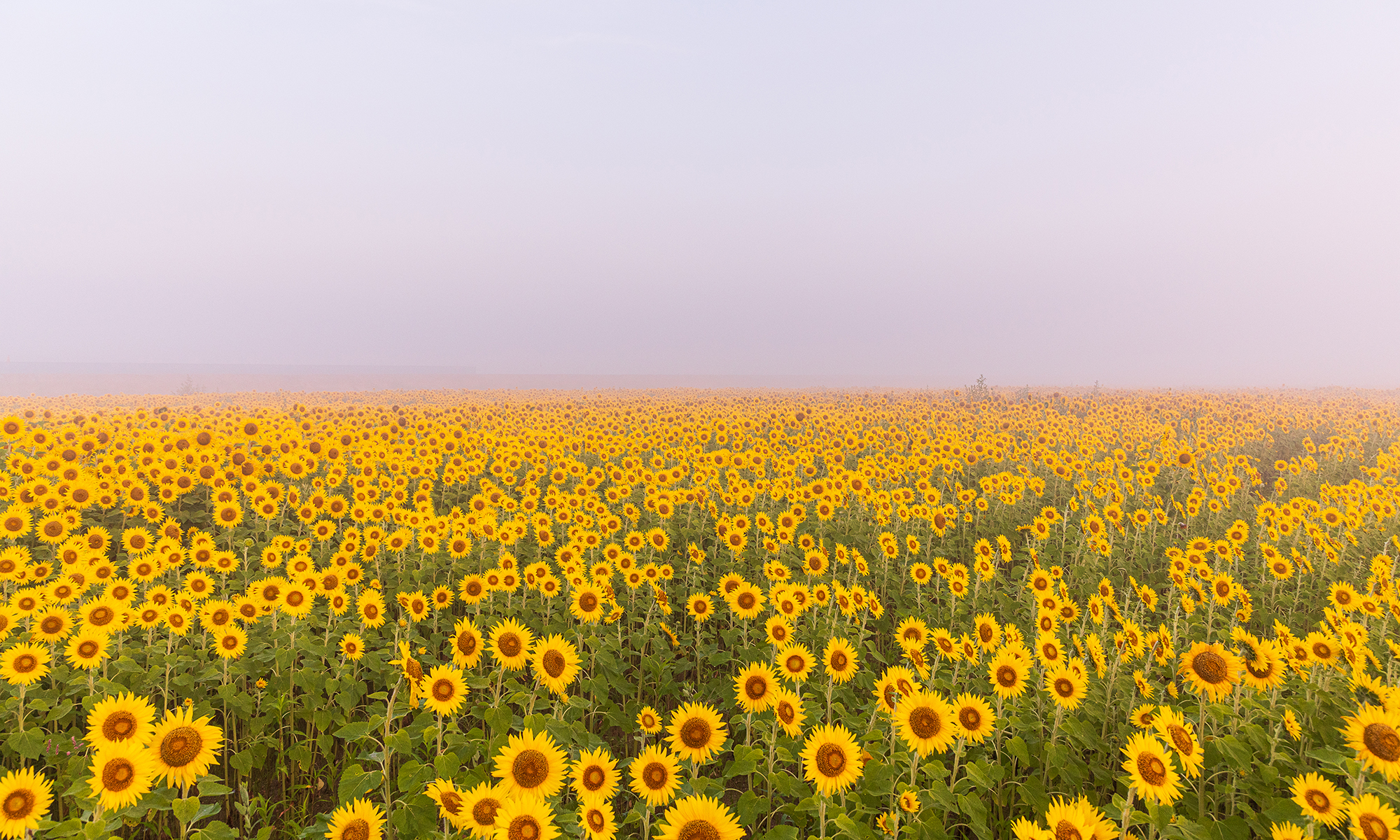手をつなぐ子と大人