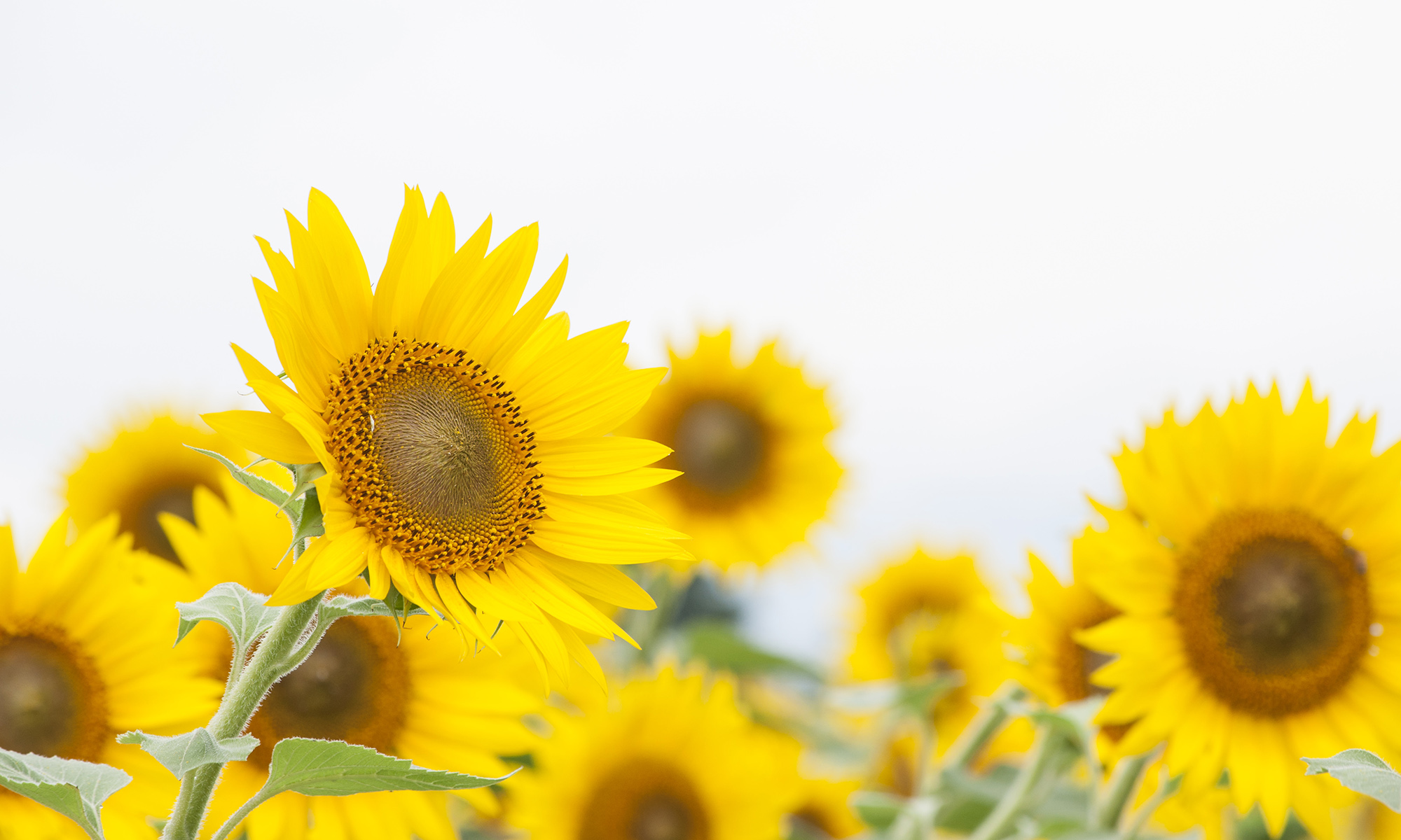 上を向くひまわりたち